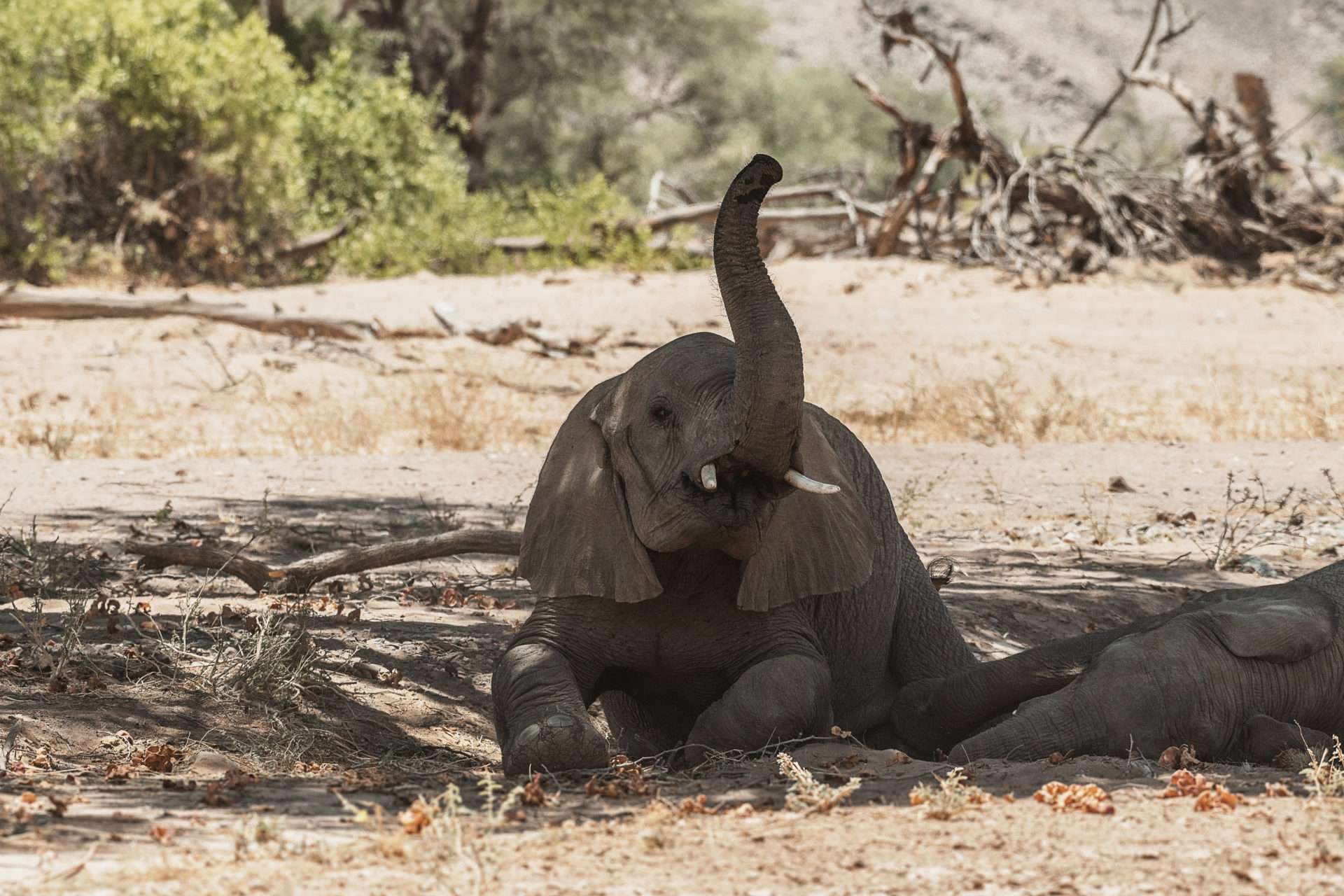 Destination Namibia 10 - Giraffen, Skorpione und Oasen! 3 DSC 4501 zusatz