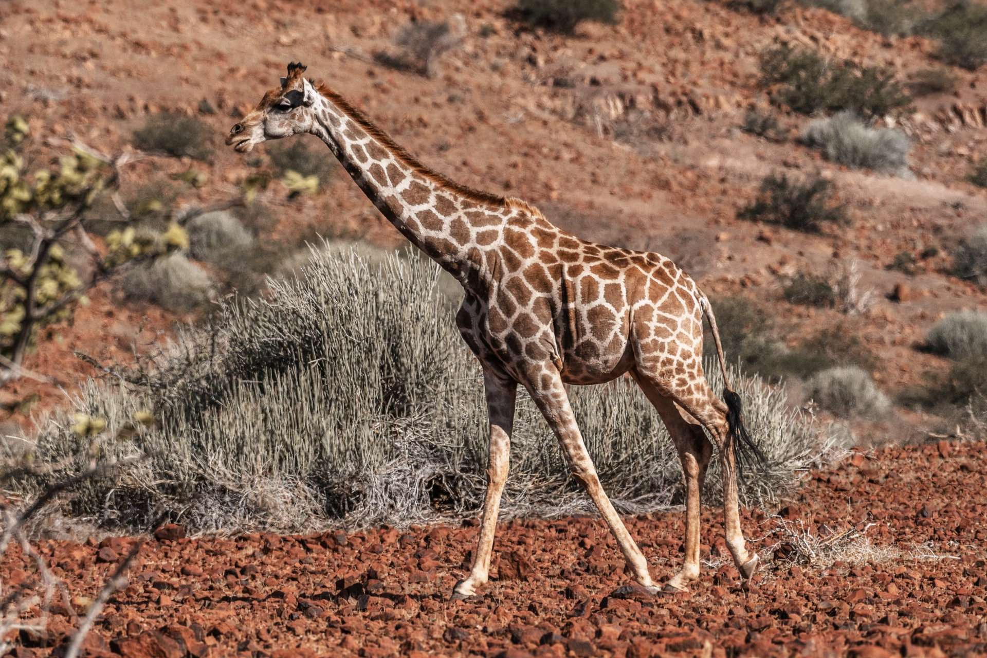 Destination Namibia 10 - Giraffen, Skorpione und Oasen! 10 DSC 4710 zusatz