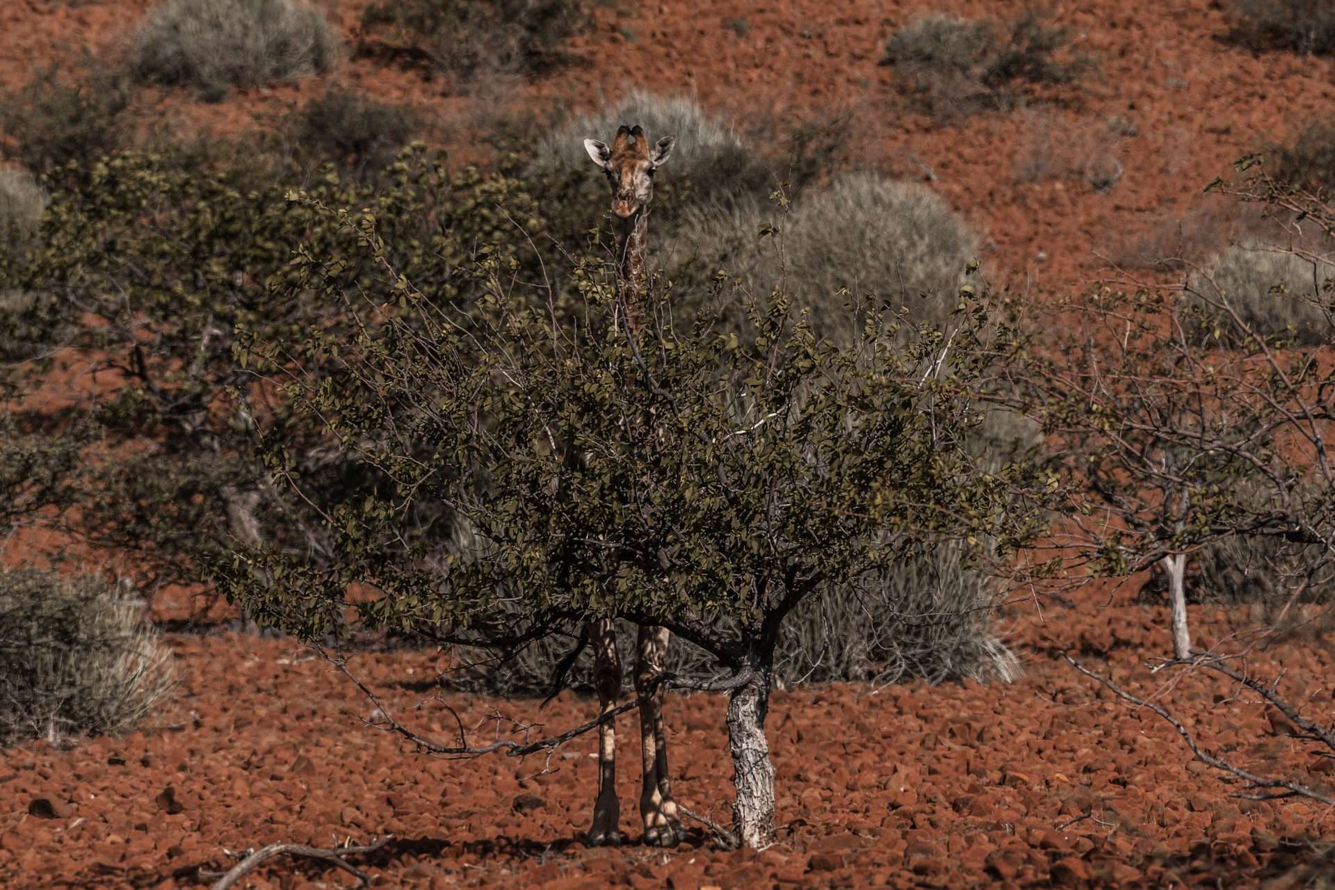 Destination Namibia 10 - Giraffen, Skorpione und Oasen! 8 DSC 4718 zusatz