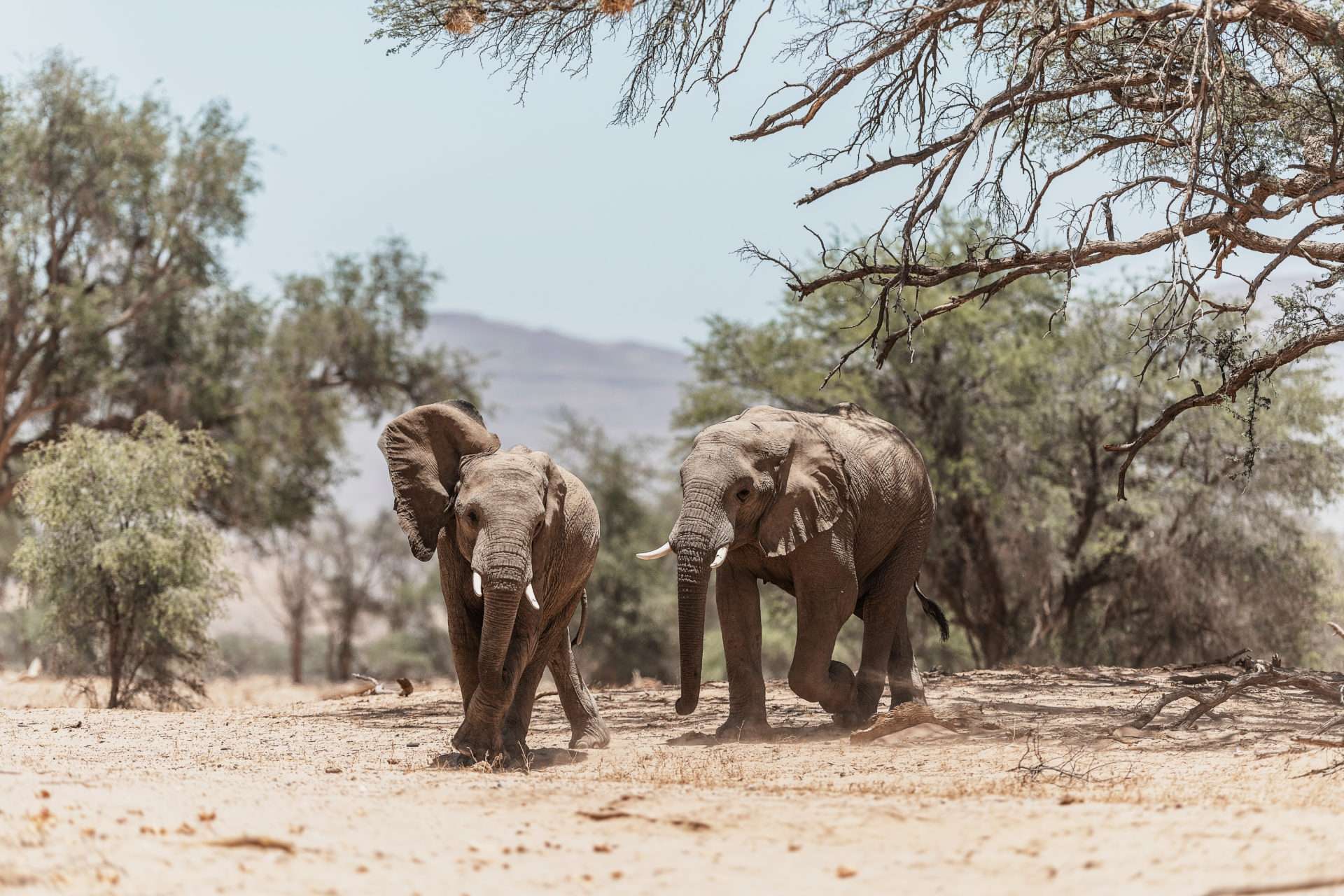 Destination Namibia 10 - Giraffen, Skorpione und Oasen! 2 DSC 7294 zusatz