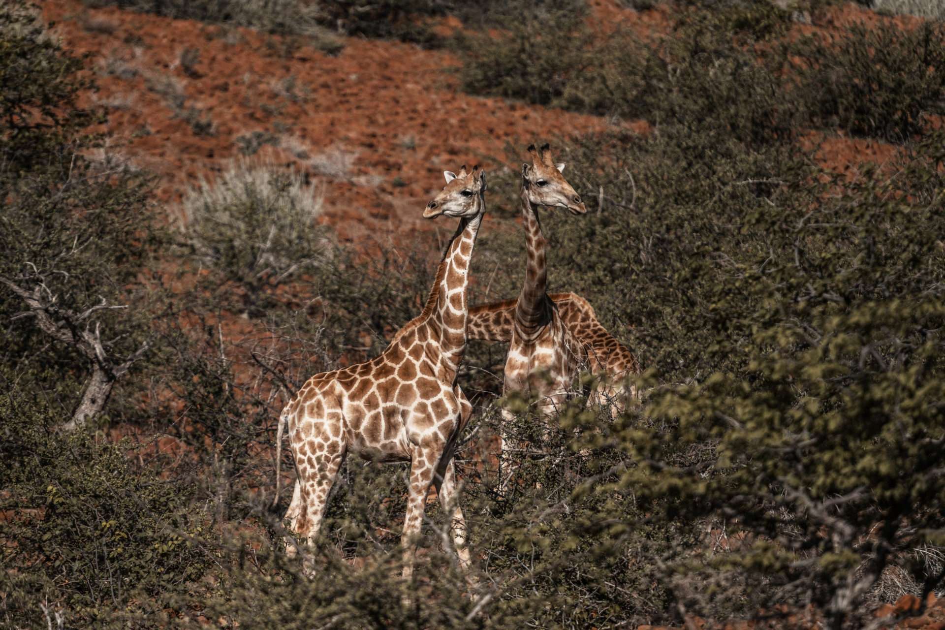 Destination Namibia 10 - Giraffen, Skorpione und Oasen! 9 DSC 7531 zusatz