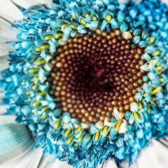Lumix S-Line erweitert! 100mm f2.8 Macro! 1 LUMIX 100MM F2 8 MACRO 35