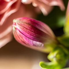 Lumix S-Line erweitert! 100mm f2.8 Macro! 4 LUMIX 100MM F2 8 MACRO 38