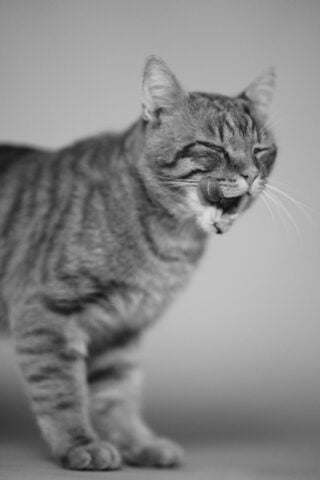 Sigma 135mm 1.4 DG – Wie ist das überhaupt möglich? 1 Sigma 135mm 1.4