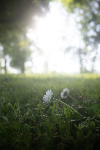 RICOH 054